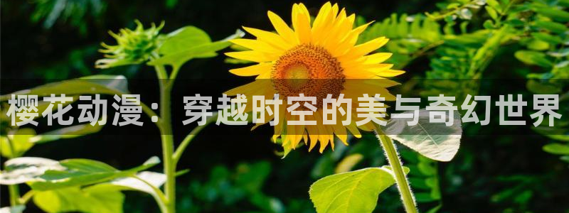 歪歪漫画官网入口老版本